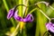 Bittersweet nightshade, Solanum dulcamara, flowers and buds with leaves close up