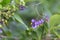 Bittersweet Solanum dulcamara