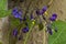 Bittersweet, solanum dulcamara, flower and stem