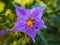 Bitterweet nightshade fully bloomed and some unbloomed ones