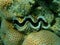 Bivalve mollusc maxima clam or small giant clam (Tridacna maxima) undersea, Red Sea