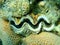 Bivalve mollusc maxima clam or small giant clam (Tridacna maxima) undersea, Red Sea