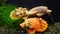 Bivalve mollusk with orange valves Smooth Scallop Flexopecten glaber ponticus, Black Sea