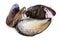 Bivalve mollusk shells of mussel Mytilus edulis