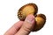 Bivalve seashell held in left hand of adult man, white background