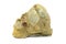 Bivalvia shell on sand stone rock on isolated background