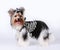 Biver yorkshire terrier portrait