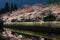 Biwa lake canal with sakura tree