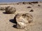 Bizarre boulder formation in Rok Garden reserve in the desert, Oman