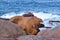 Bizarre boulders on the Cote de Granit Rose in Brittany