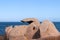 Bizarre boulders on the Pink Granite Coast in Brittany