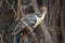 Bizarre colorful Hoatzin Opisthocomus hoazin sitting on branch focus on eye, Bolivia