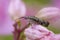 Bizarre insect on pink flower