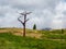 Bizarre lonely dry tree on a green mountain plateau