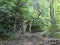 Bizarre old trunk tree in the forest