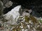 Bizarre rock formations, Randolphs Leap, Findhorn River, Scotland, UK