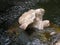 Bizarre rock formations, Randolphs Leap, Findhorn River, Scotland, UK