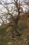 Bizarre, roughed looking Oak tree, growing on a rocky cliff at hilltop, slate formations