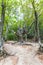 Bizarre tree in woods in Haphal Gorge in Crimea