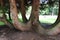 A bizarre trunk of an ancient sequoia in the Cathedral Grove of Maximilian Park