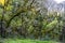 Bizarrely curved branches of trees covered with a thick layer of moss in the wild forest