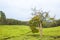 Bizarrely sharped tree in tee plantation Uganda  half dead and half flowering tree between hills of tee plantation.