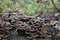 Bjerkandera adusta, leathery bracket fungus, tail fungus, Trametes versic