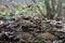 Bjerkandera adusta, leathery bracket fungus, tail fungus, Trametes versic