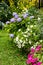 Bkue hydrangea, white and pink petunia in the garden