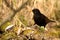 Blacbird Turdus merula sits on branch