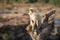 Blace faced monkey, grey langur