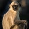 Blace faced monkey, grey langur