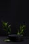 Black abstract stage one cylinder podium mockup, fresh green tropical leaves in hard light, shadows in summer night style