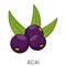 Black Acai berry flat icon isolated on white background. Exotic fresh amazon nutrition. Eco delicious food