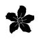 Black Adenium Flower Silhouette, Isolated on Black Background -Vector