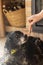 Black adorable domestic Russian hunting spaniel eating a sausage from its owner\'s hand