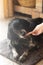Black adorable domestic Russian hunting spaniel eating a sausage from its owner\'s hand