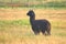 Black Adult Alpaca Profile View