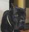 Black adult Cane Corso Close Up Portrait