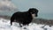 A black adult dachshund walks on a snow-covered pebble beach. Close-up of the dog's muzzle. Slow motion. Winter