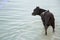 Black adult dog boxer standing in water, dog went into water to swim