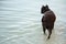 Black adult dog boxer standing in water, dog went into water to swim