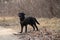 Black adult labrodor for walks in the park in spring in Ukraine in the city