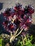 black Aeonium arboreum \\\'Zwartkop\\\' (Black Rose) with blurred backgrounf