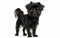 A black Affenpinscher dog poses with a spirited gaze, its distinctive shaggy fur highlighting its spirited personality