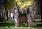 Black afghan hound posing