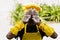 Black african cook teenager showing hands with flour and close his face. African child in chefs hat and yellow apron