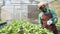 Black African gardeners using digital tablets in the vegetable farms