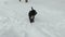 A black aggressive dog barks and jumps on the white snow in the backyard on a gloomy winter day. Concept. Medium plan