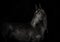 Black akhal-teke horse on black background monochrome p